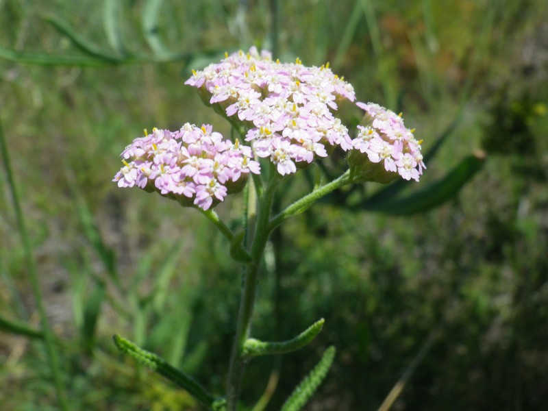 Achillea euxina photo 6