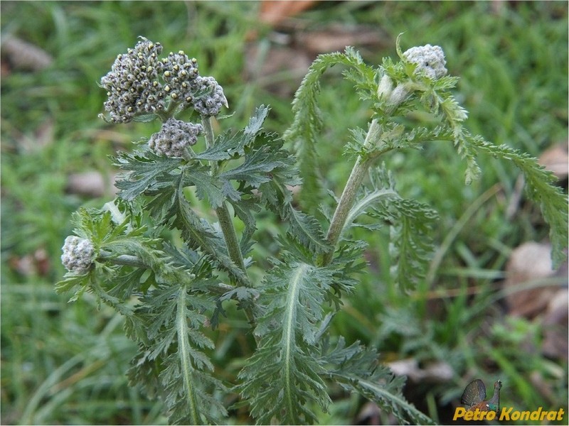 Achillea euxina photo 7