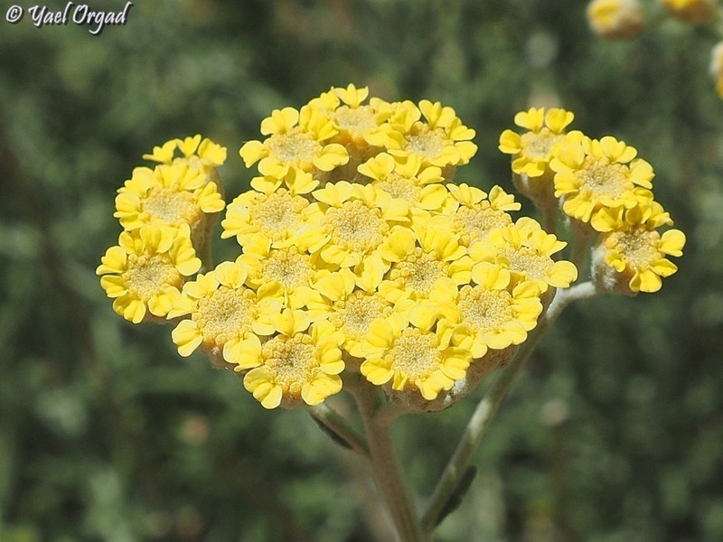 Achillea falcata