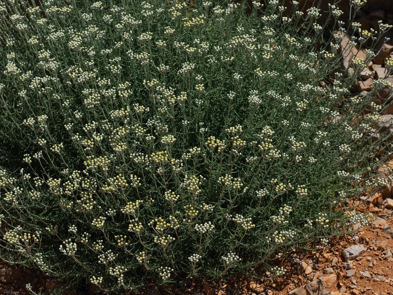 Achillea falcata photo 2
