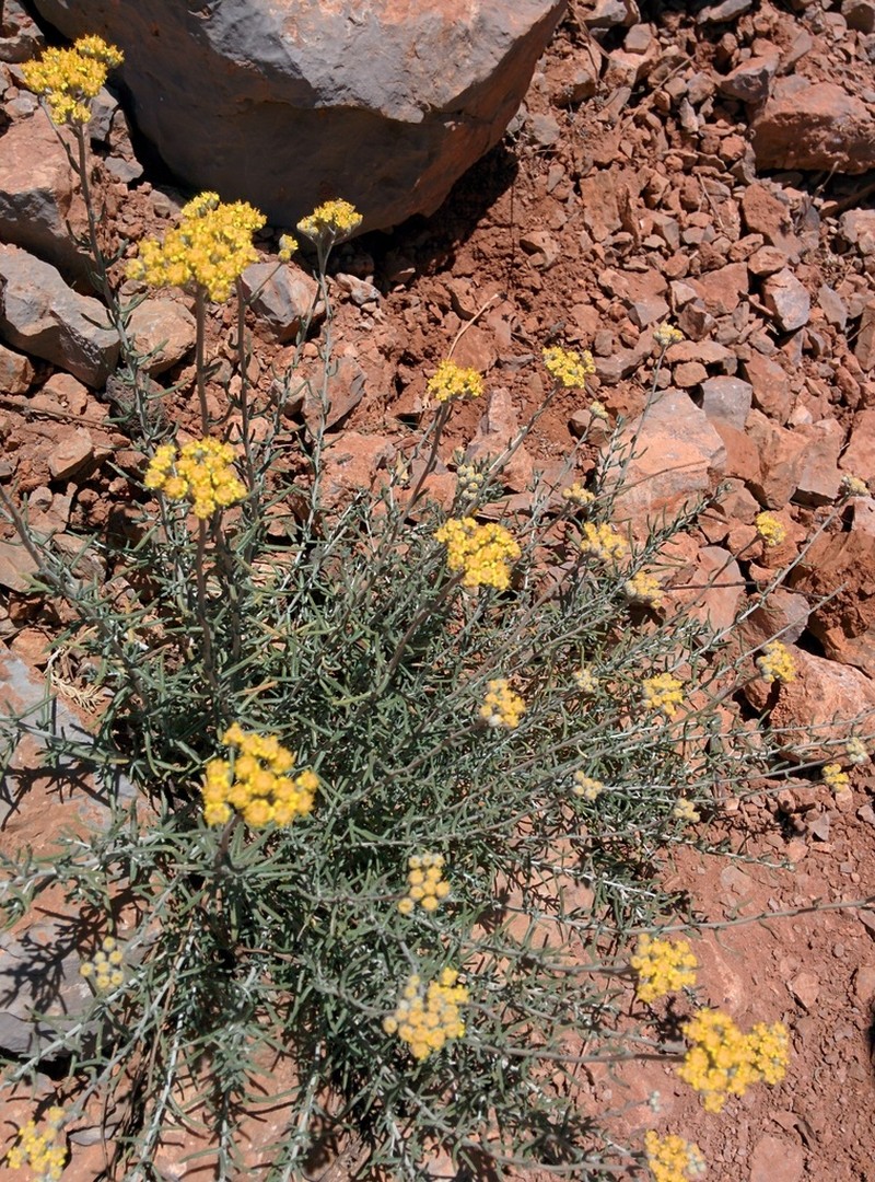 Achillea falcata photo 3