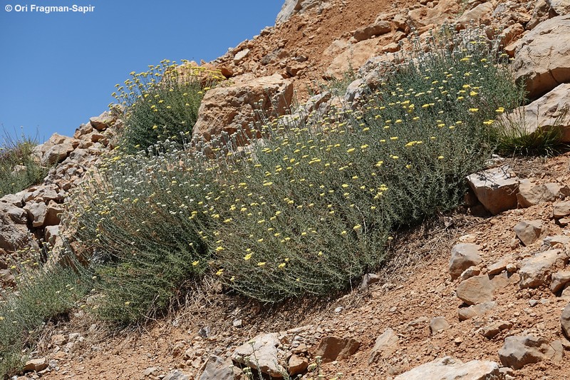 Achillea falcata photo 4