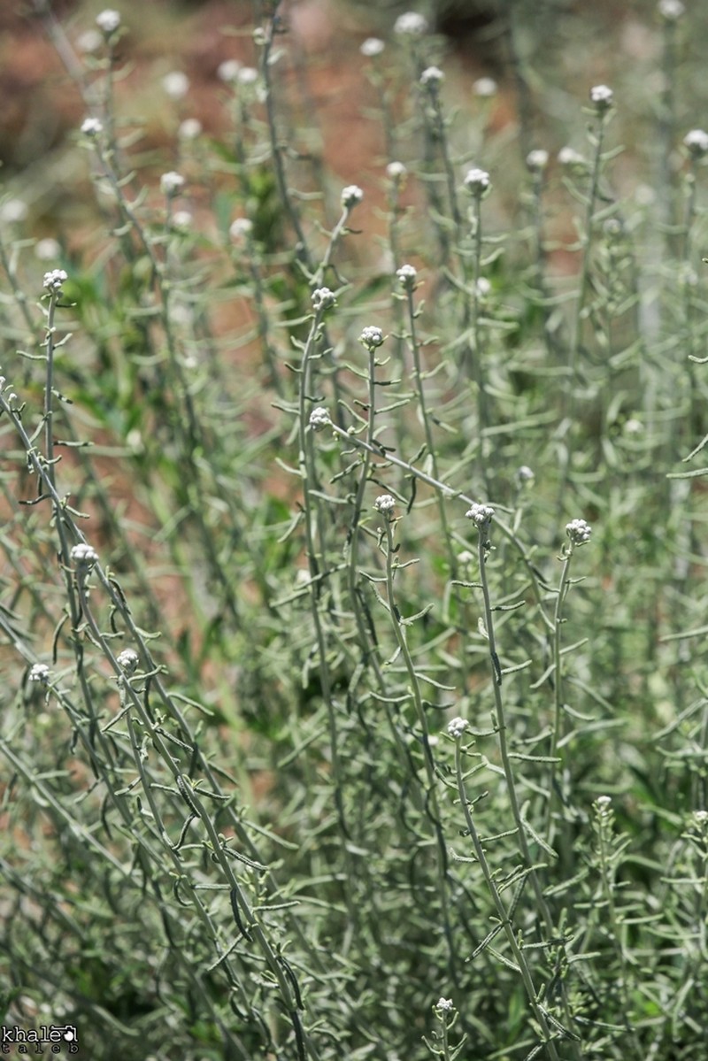 Achillea falcata photo 5