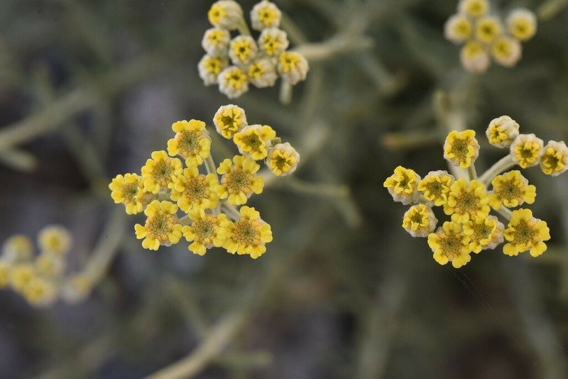 Achillea falcata photo 6