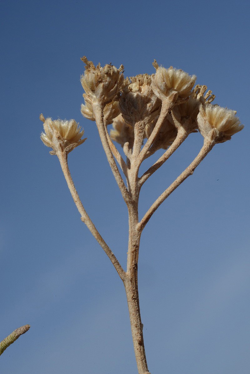 Achillea falcata photo 7
