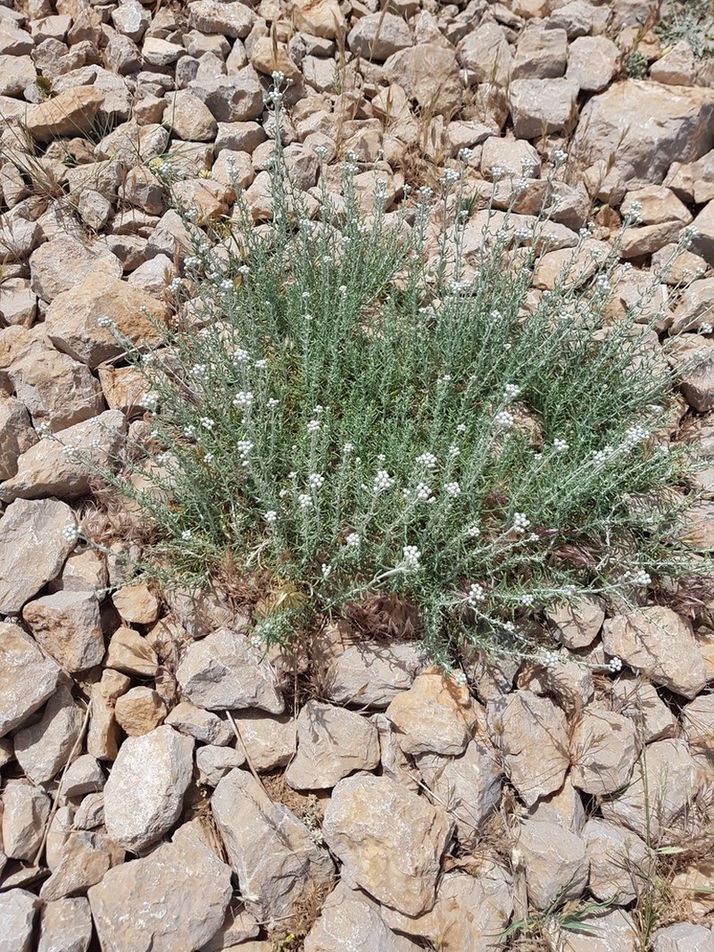 Achillea falcata photo 8