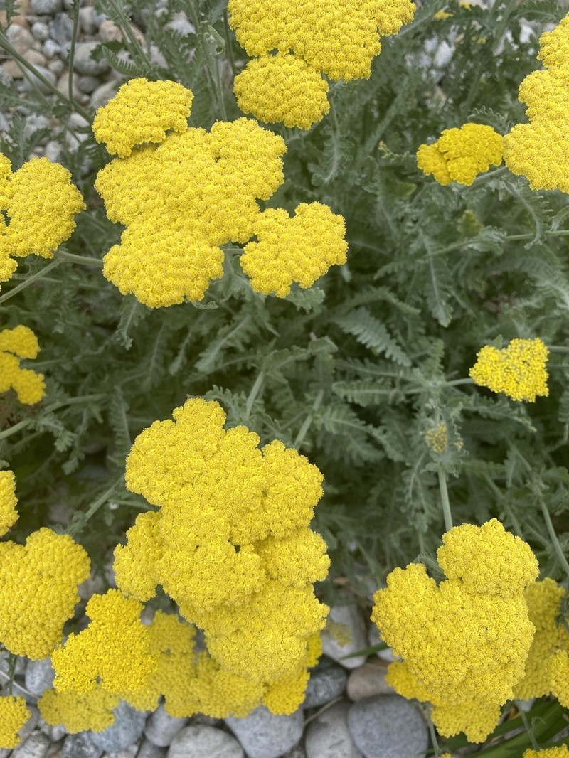 Fernleaf Yarrow photo 5