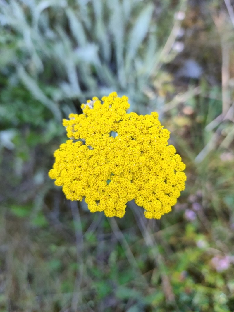 Fernleaf Yarrow photo 6