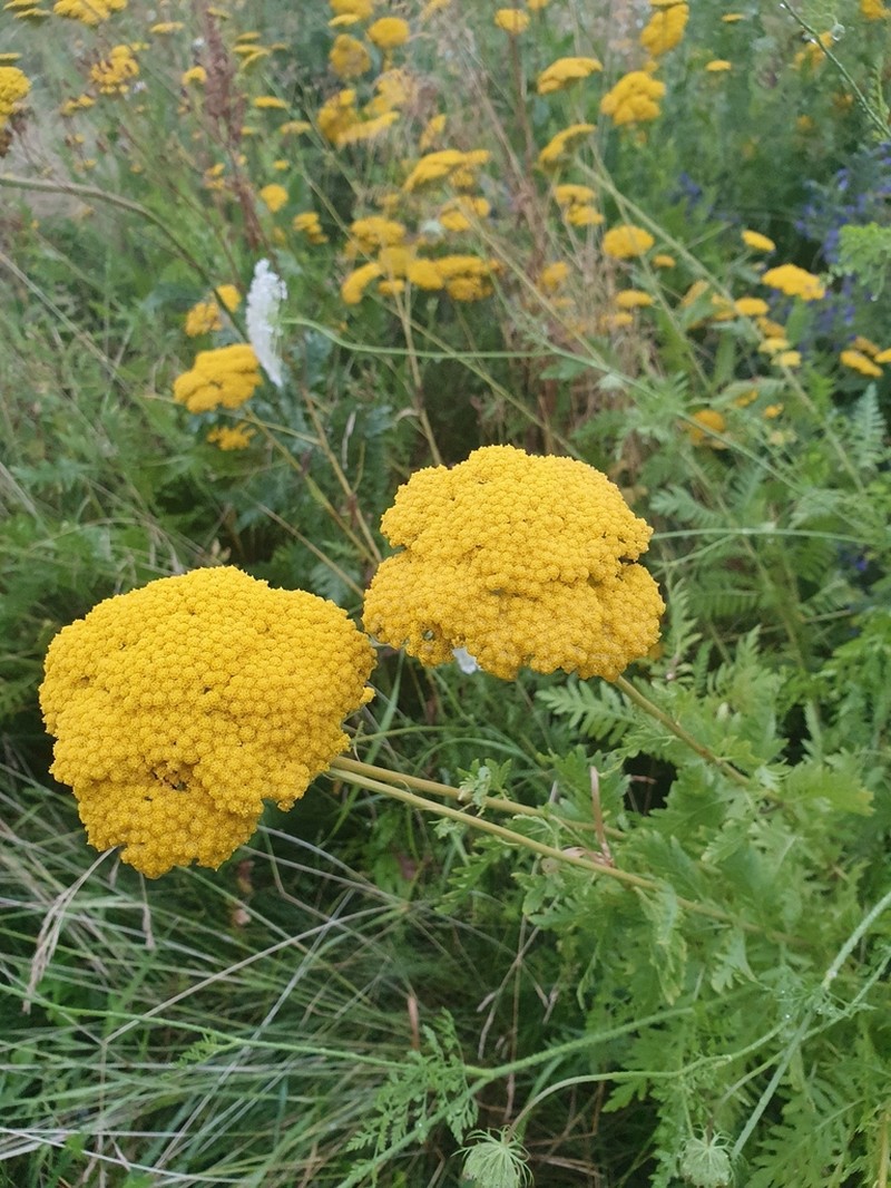 Fernleaf Yarrow photo 7