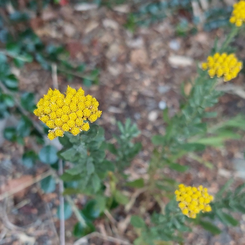 Fernleaf Yarrow photo 8