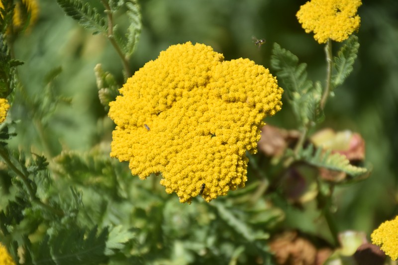 Fernleaf Yarrow photo 2