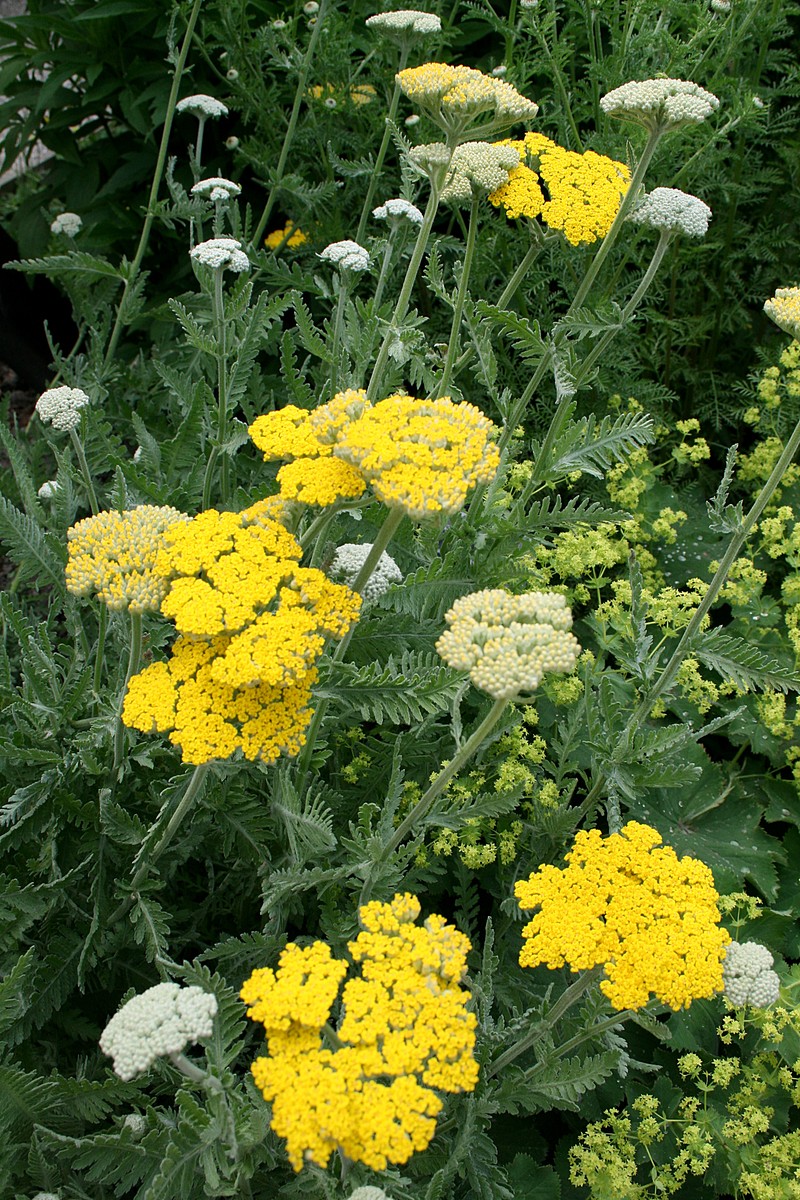 Fernleaf Yarrow photo 3