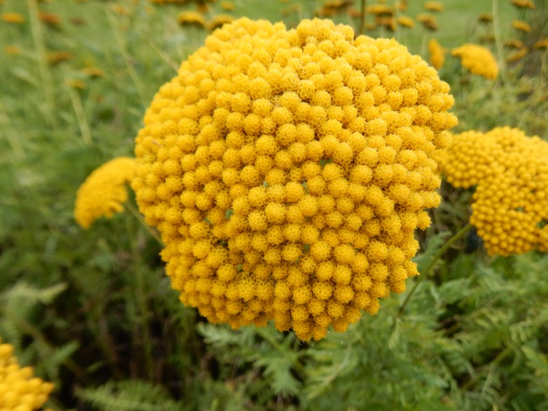 Fernleaf Yarrow photo 4