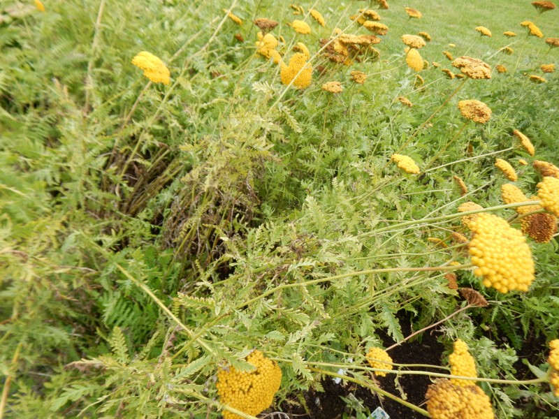 Fernleaf Yarrow photo 5