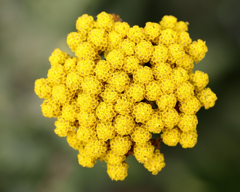 Fernleaf Yarrow photo 6