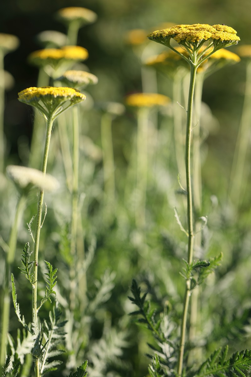 Fernleaf Yarrow photo 7