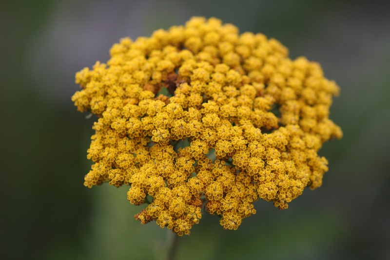 Fernleaf Yarrow photo 8