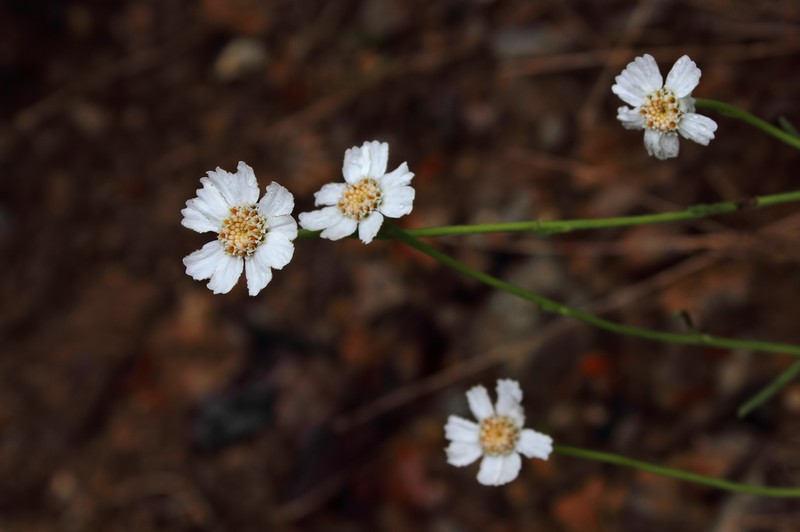 Achillea formosa