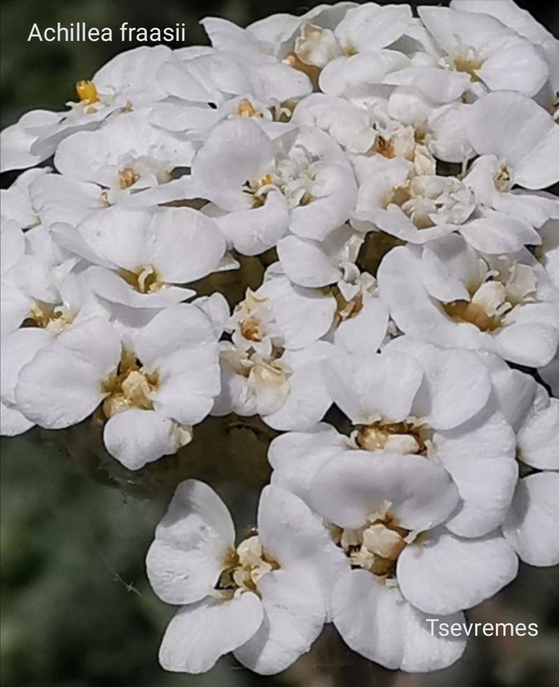 Achillea fraasii photo 3
