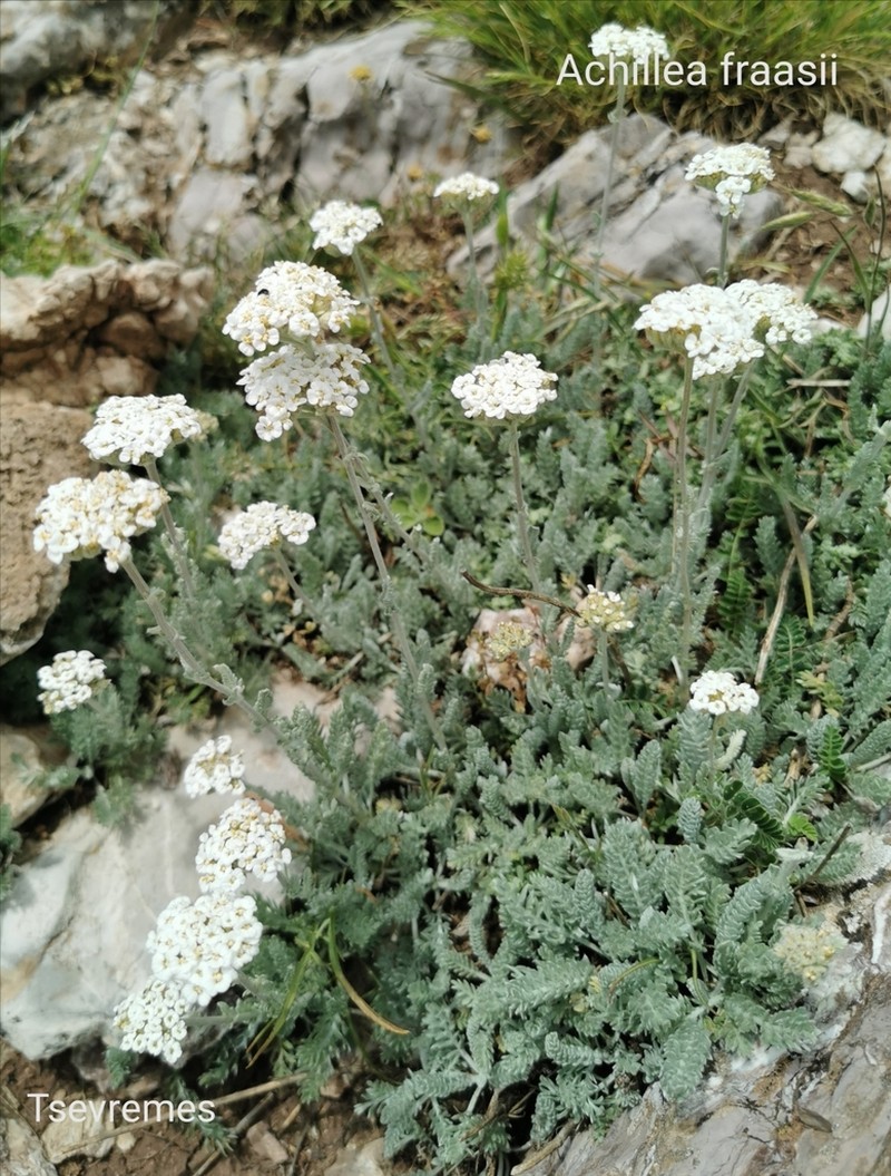 Achillea fraasii photo 4