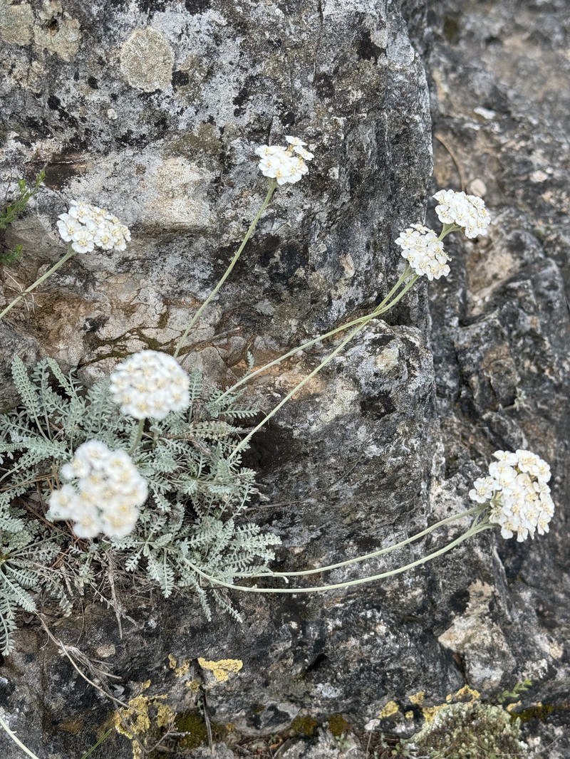 Achillea fraasii photo 5