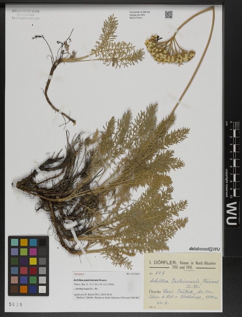 Achillea fraasii photo 8