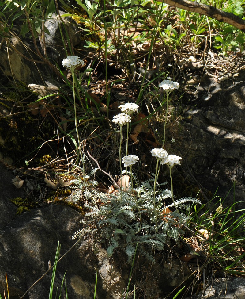 Achillea fraasii var. fraasii