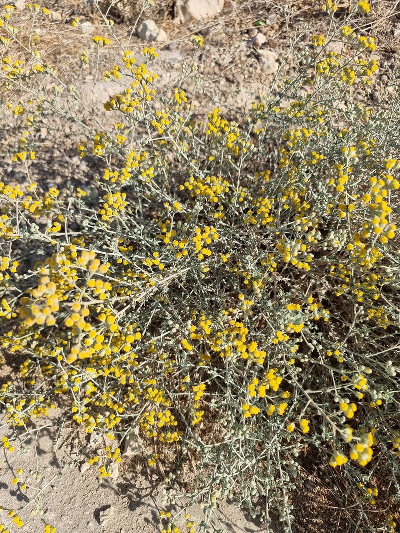 Achillea fragrantissima