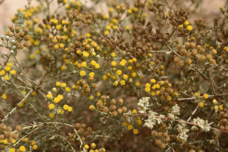 Achillea fragrantissima photo 2