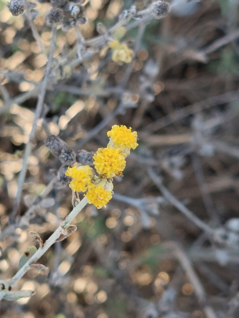 Achillea fragrantissima photo 3