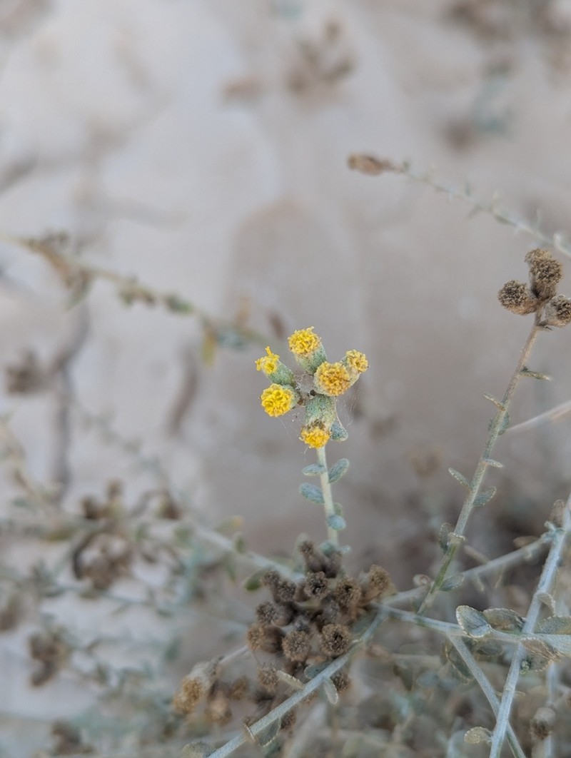 Achillea fragrantissima photo 4