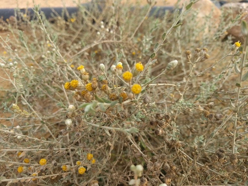 Achillea fragrantissima photo 5
