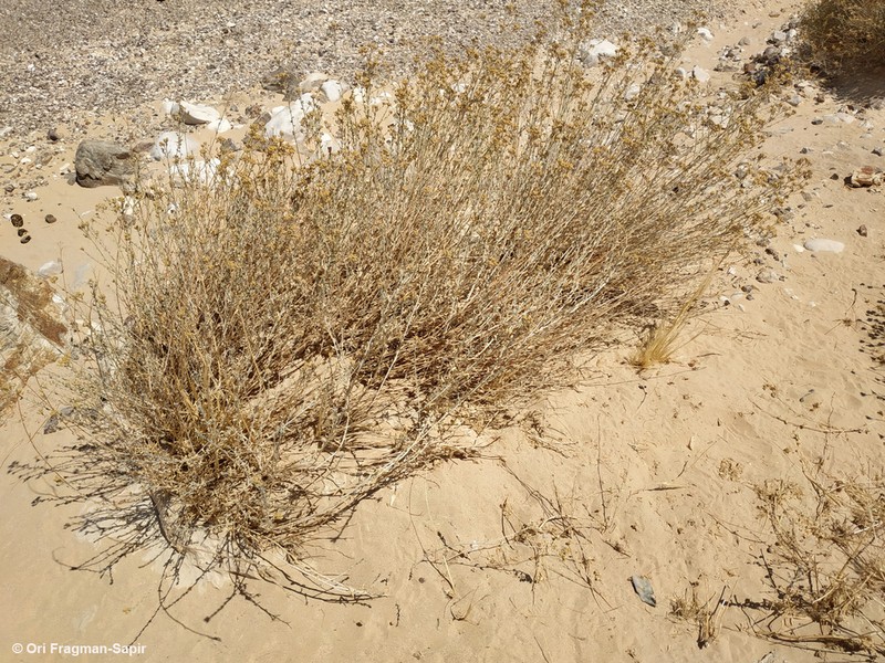 Achillea fragrantissima photo 6