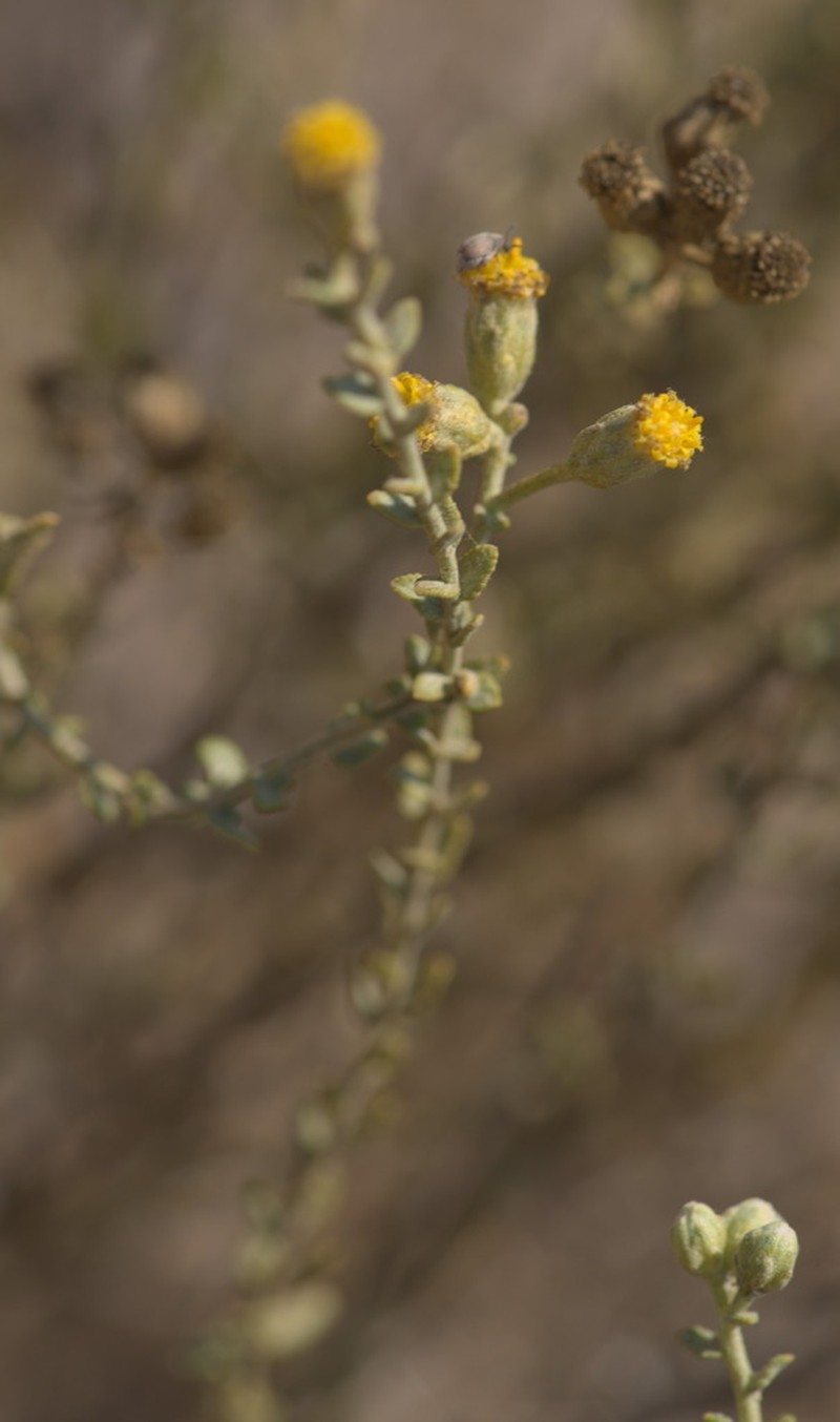 Achillea fragrantissima photo 7