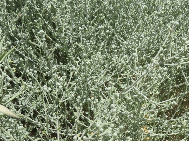 Achillea fragrantissima photo 8