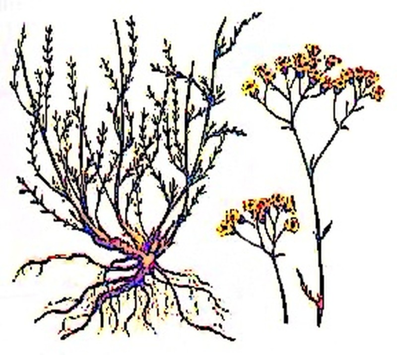 Achillea glaberrima