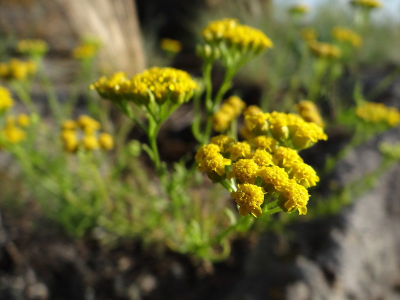 Achillea glaberrima photo 2