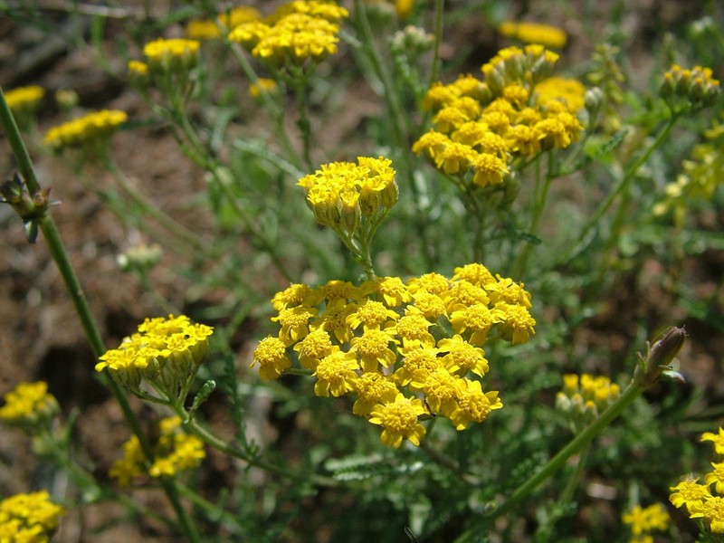 Achillea glaberrima photo 3