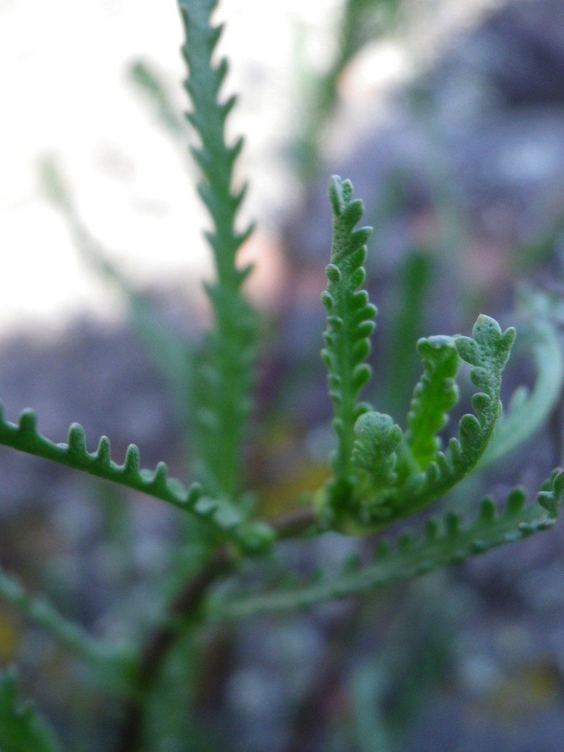 Achillea glaberrima photo 4