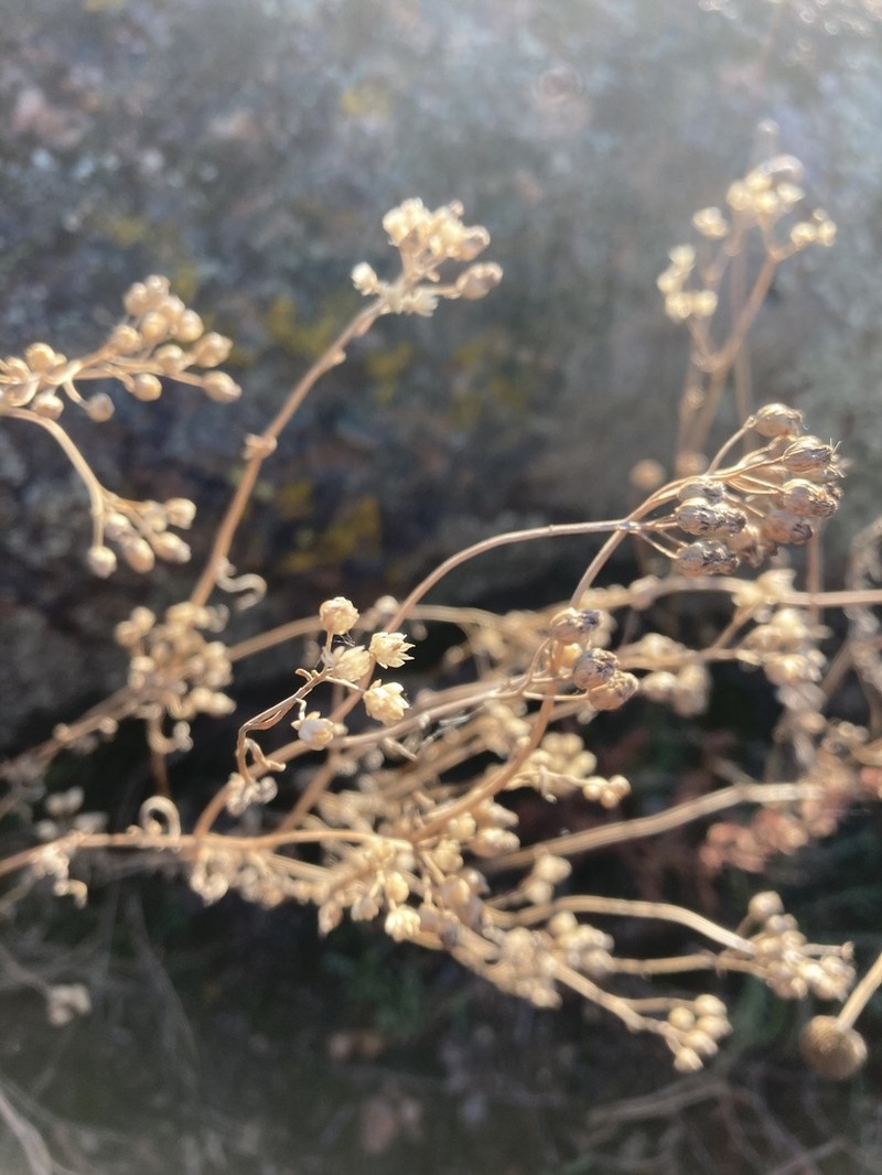 Achillea glaberrima photo 5