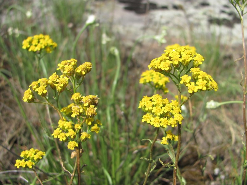 Achillea glaberrima photo 6