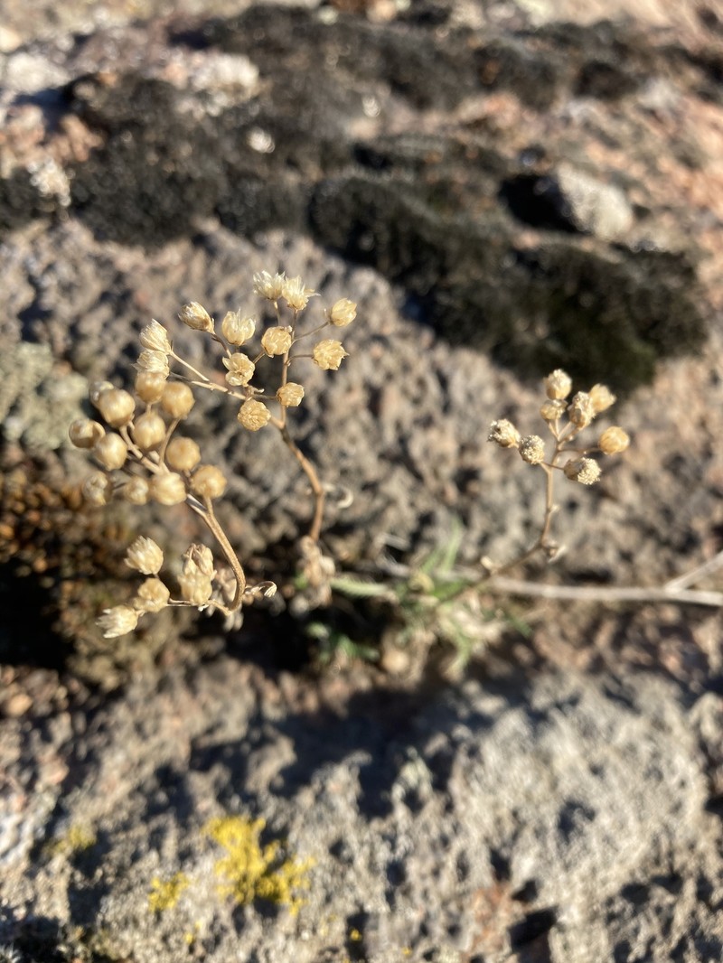 Achillea glaberrima photo 7