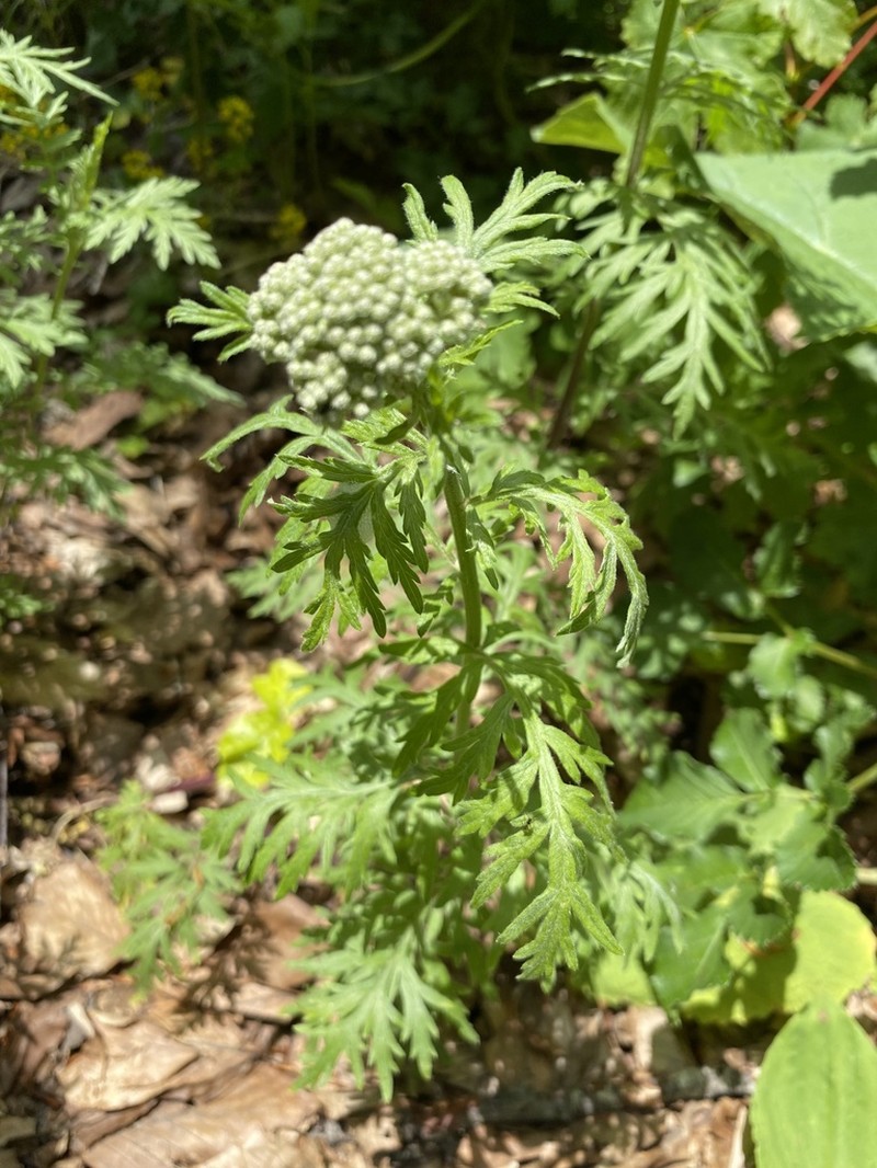 Achillea grandifolia photo 2