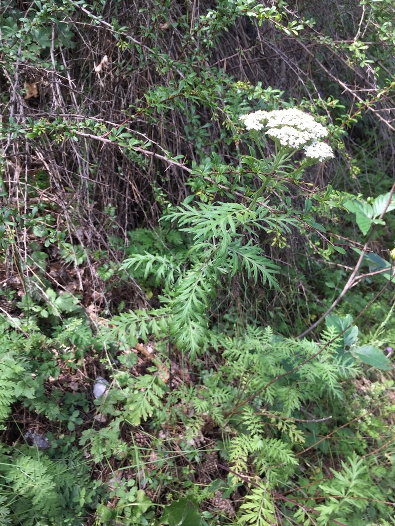 Achillea grandifolia photo 3