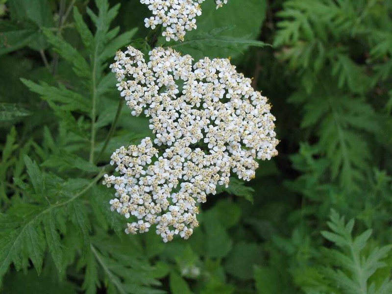 Achillea grandifolia photo 4