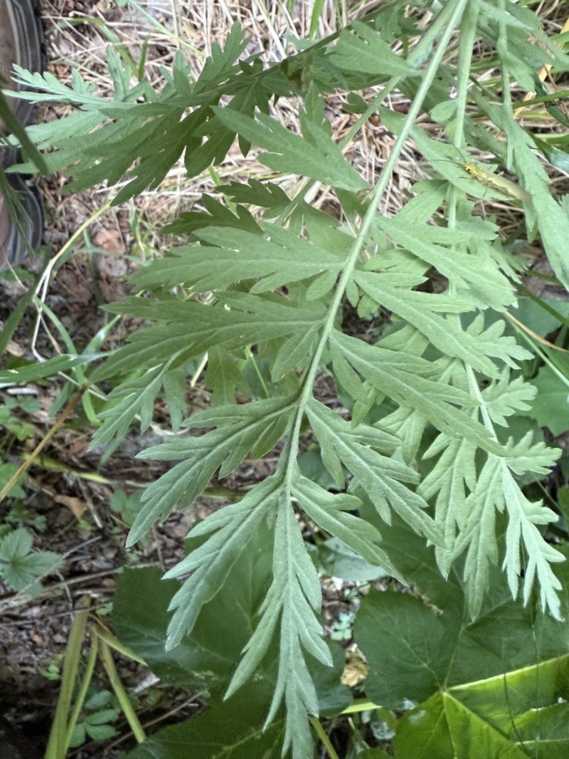 Achillea grandifolia photo 5