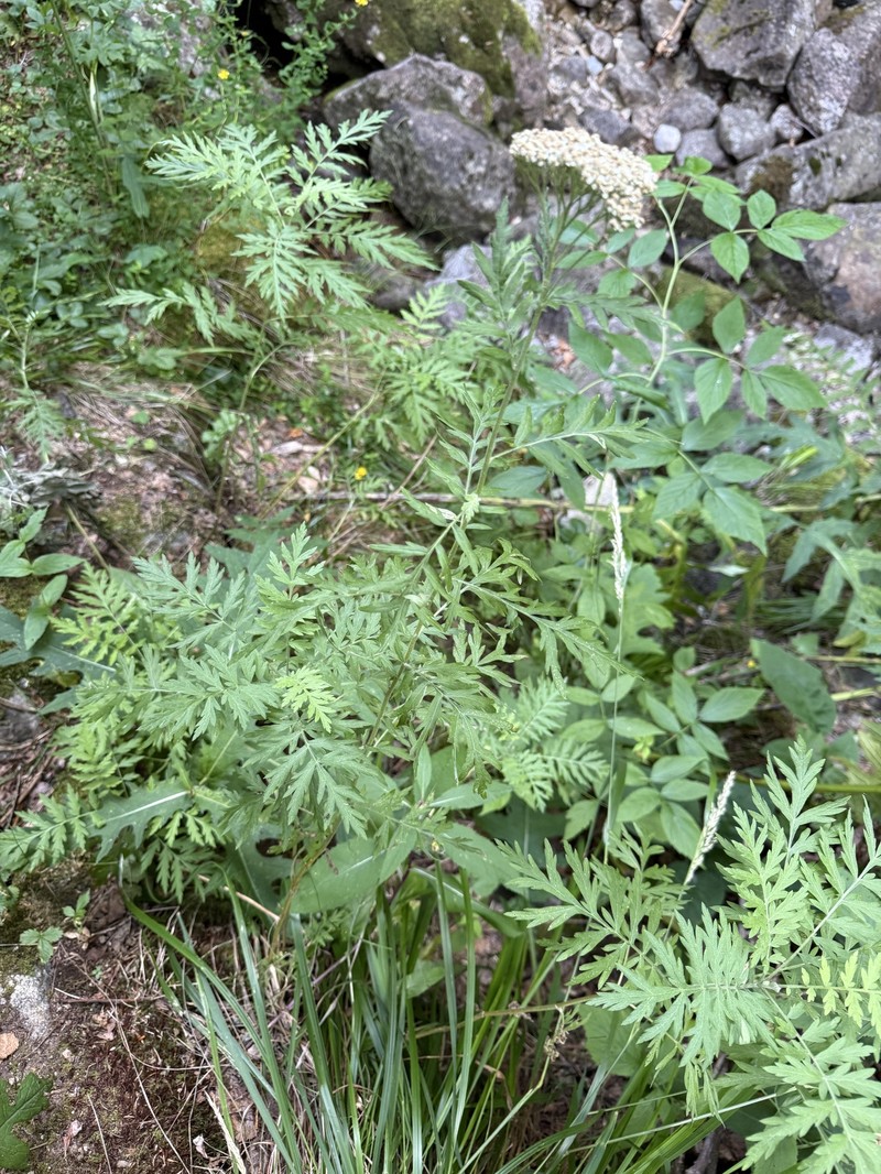 Achillea grandifolia photo 6