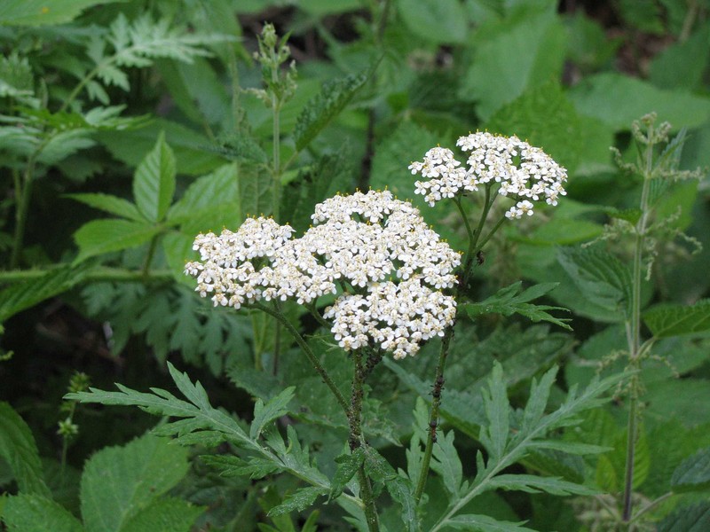 Achillea grandifolia photo 7