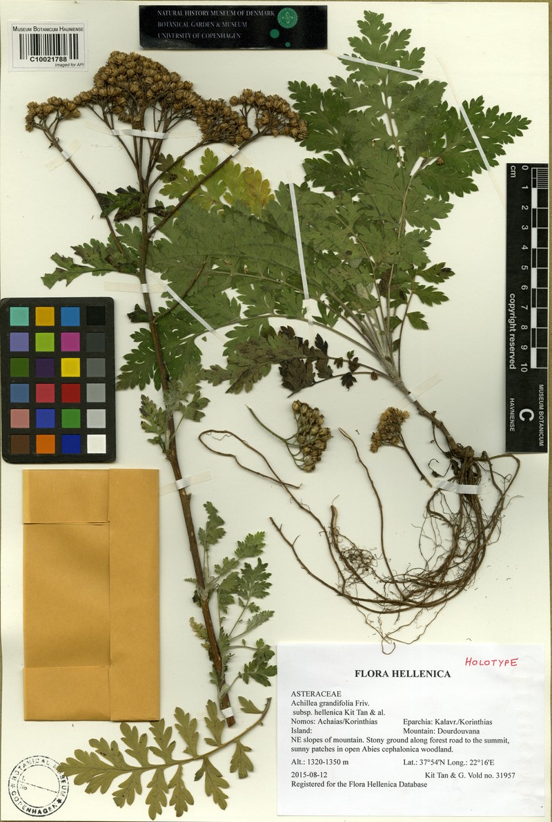 Achillea grandifolia subsp. hellenica