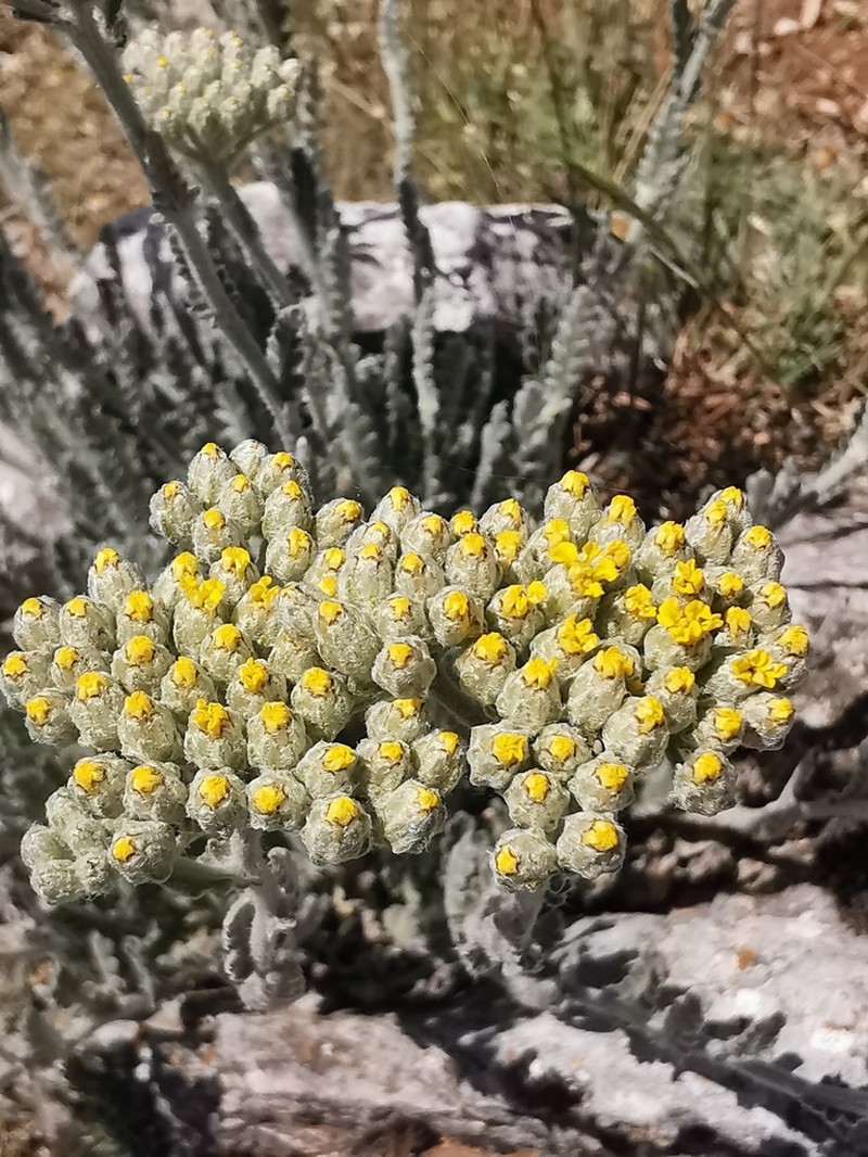Achillea holosericea